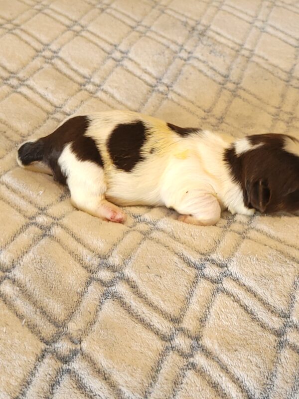 Penny's Male #2 Born 3/14/25 $2275 - Image 11