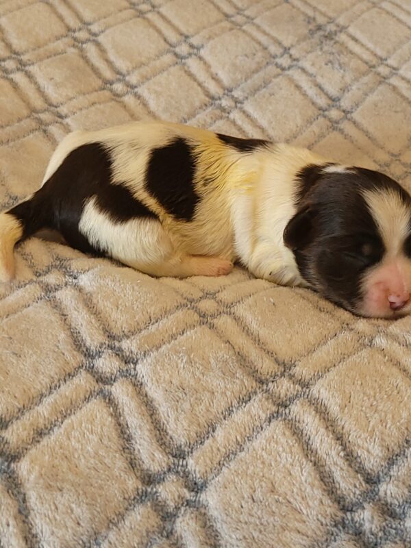 Penny's Male #2 Born 3/14/25 $2275 - Image 13