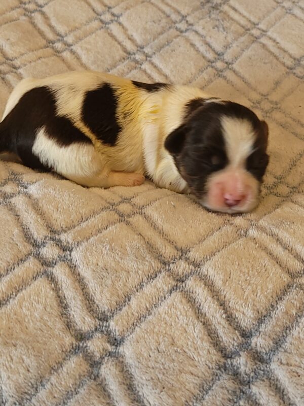 Penny's Male #2 Born 3/14/25 $2275 - Image 14
