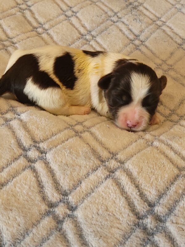 Penny's Male #2 Born 3/14/25 $2275 - Image 15