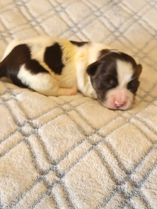 Penny's Male #2 Born 3/14/25 $2275
