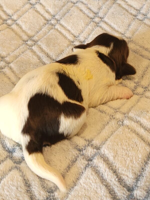 Penny's Male #2 Born 3/14/25 $2275 - Image 17