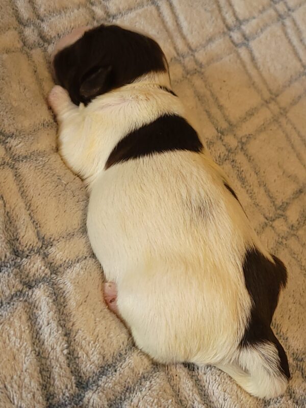Penny's Male #2 Born 3/14/25 $2275 - Image 19