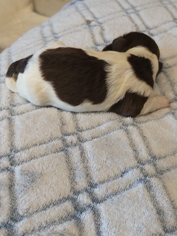 Penny's Male #3 Born 3/14/25 $2275 is on her way home with Katie in Washington DC! - Image 2