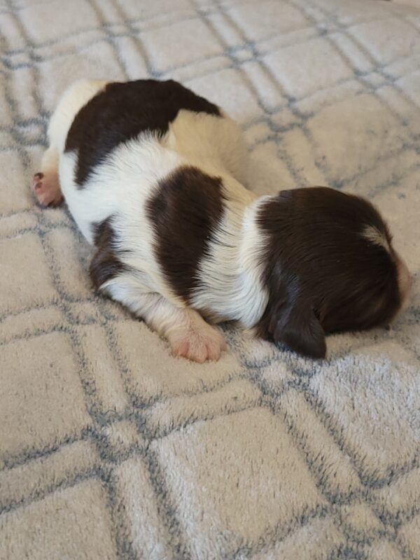 Penny's Male #3 Born 3/14/25 $2275 is on her way home with Katie in Washington DC! - Image 3