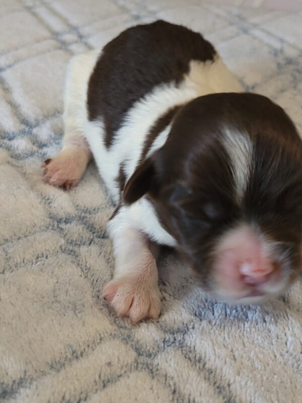 Penny's Male #3 Born 3/14/25 $2275 is on her way home with Katie in Washington DC! - Image 4
