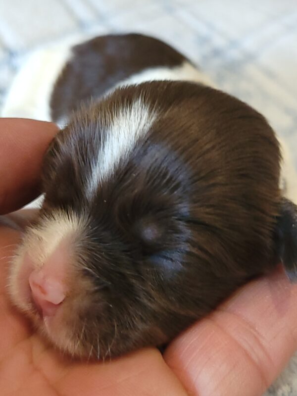 Penny's Male #3 Born 3/14/25 $2275 is on her way home with Katie in Washington DC! - Image 5