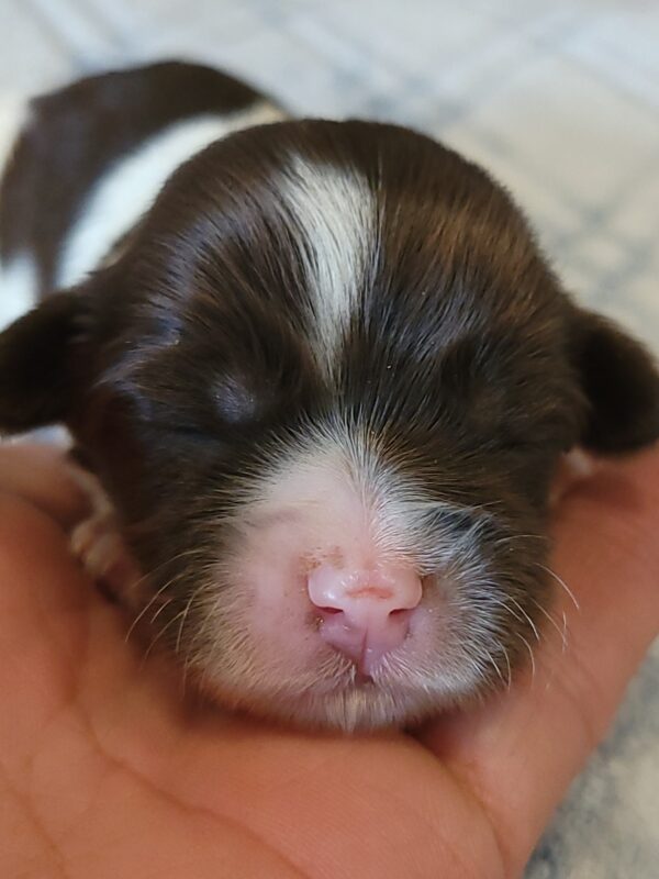 Penny's Male #3 Born 3/14/25 $2275 is on her way home with Katie in Washington DC! - Image 6