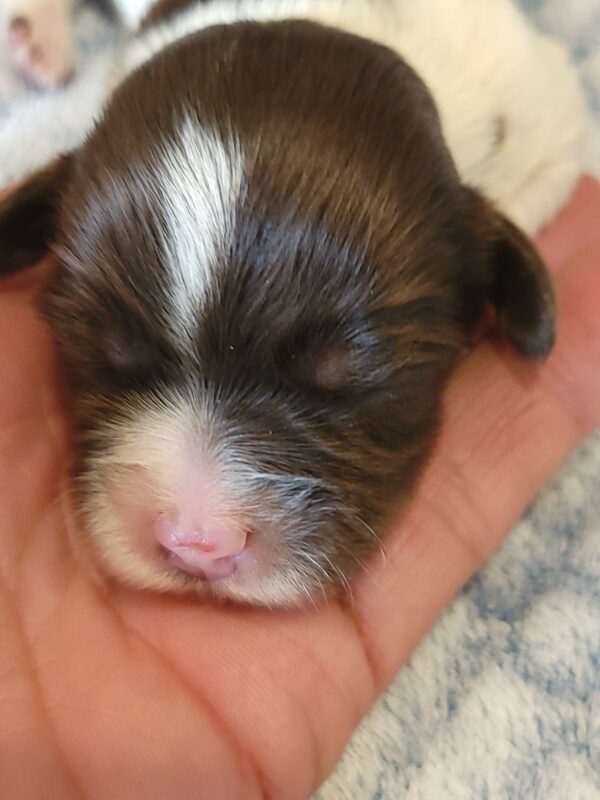 Penny's Male #3 Born 3/14/25 $2275 is on her way home with Katie in Washington DC! - Image 7