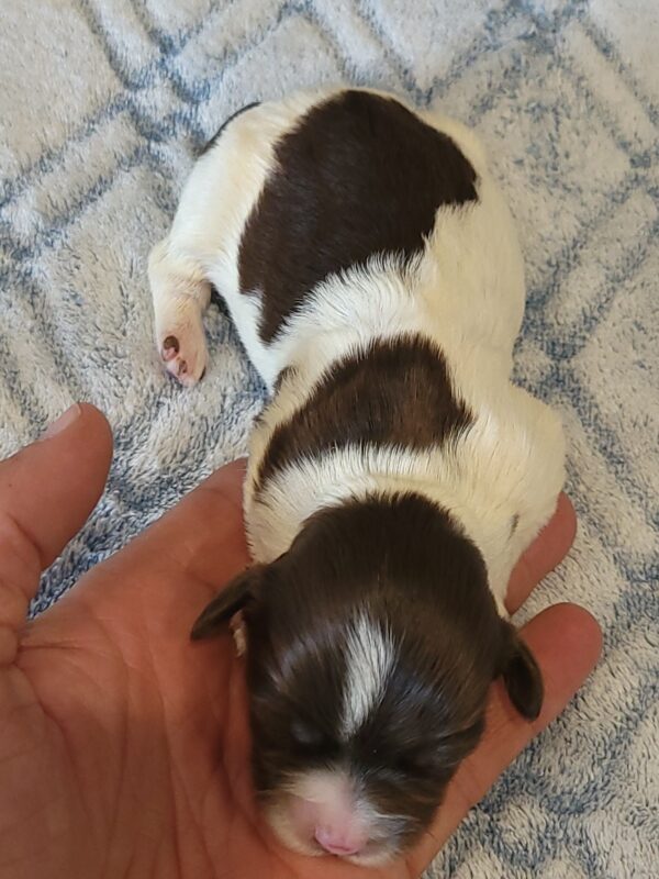 Penny's Male #3 Born 3/14/25 $2275 is on her way home with Katie in Washington DC! - Image 8