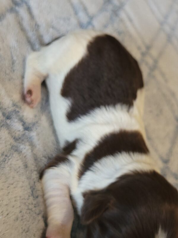 Penny's Male #3 Born 3/14/25 $2275 is on her way home with Katie in Washington DC! - Image 9