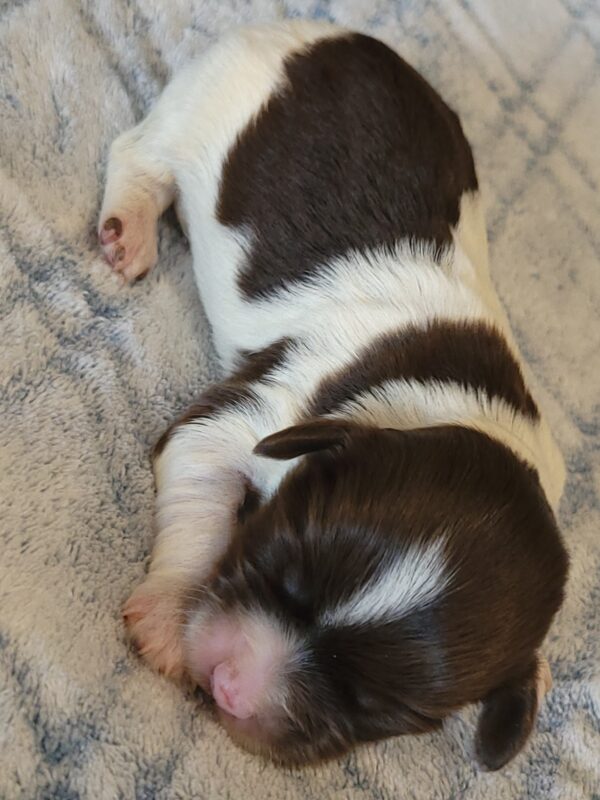 Penny's Male #3 Born 3/14/25 $2275 is on her way home with Katie in Washington DC! - Image 10