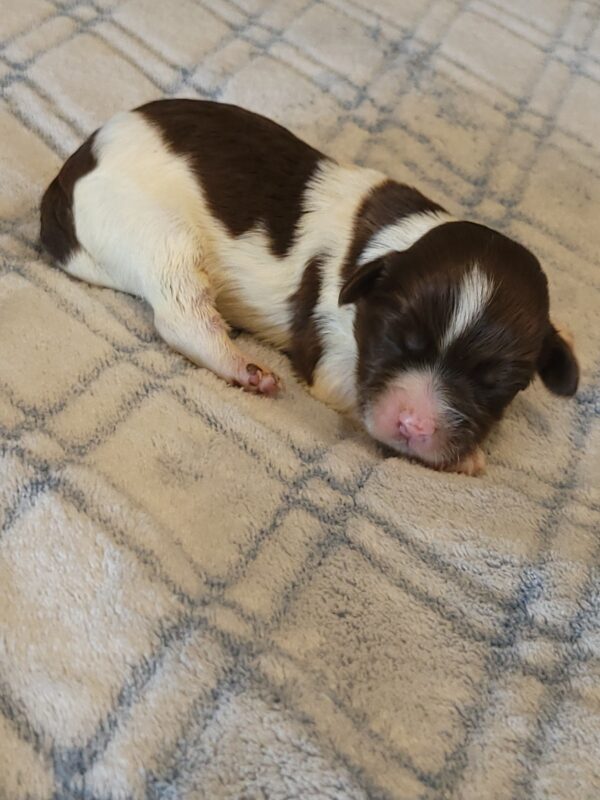 Penny's Male #3 Born 3/14/25 $2275 is on her way home with Katie in Washington DC! - Image 11