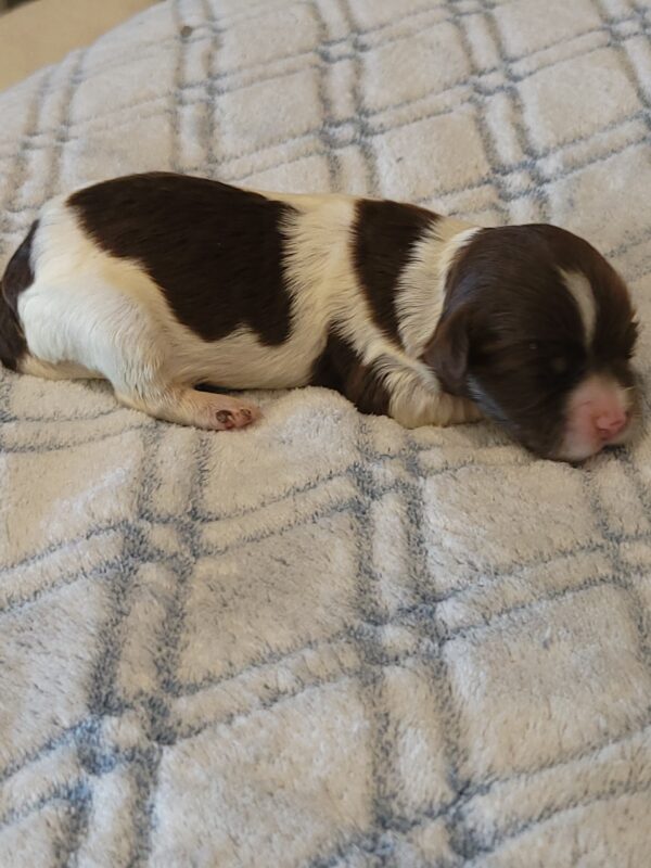 Penny's Male #3 Born 3/14/25 $2275 is on her way home with Katie in Washington DC!