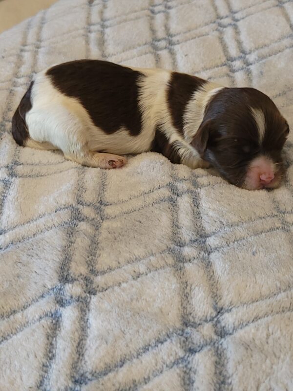 Penny's Male #3 Born 3/14/25 $2275 is on her way home with Katie in Washington DC! - Image 13