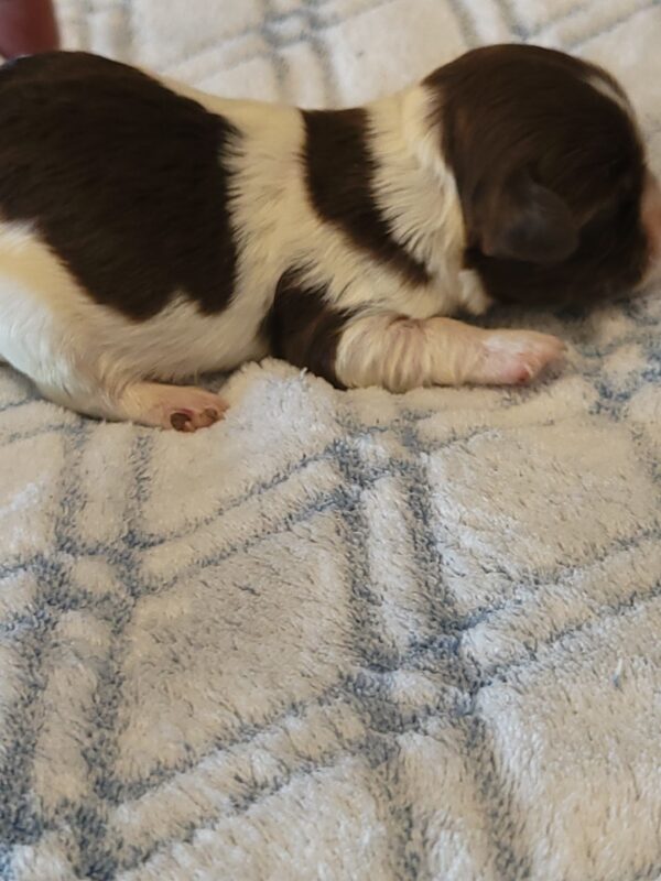 Penny's Male #3 Born 3/14/25 $2275 is on her way home with Katie in Washington DC! - Image 14