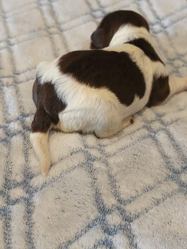 Penny's Male #3 Born 3/14/25 $2275 is on her way home with Katie in Washington DC! - Image 15