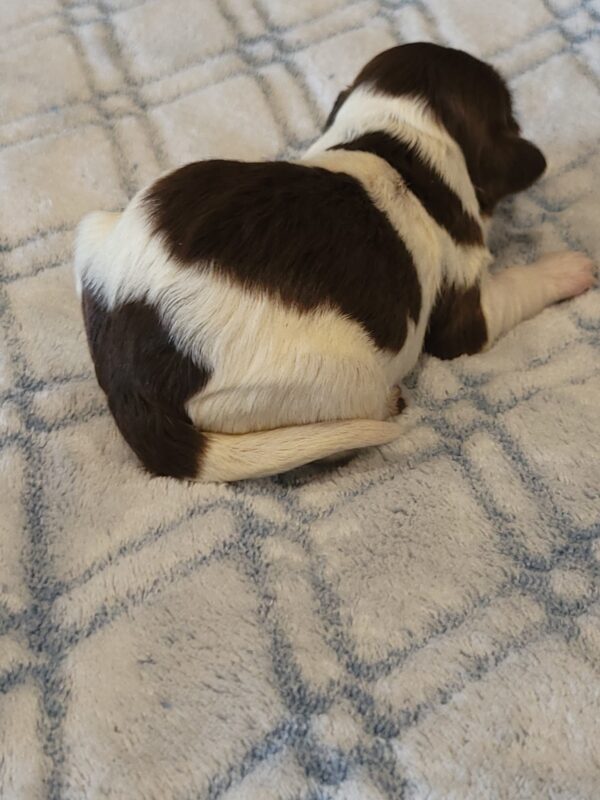 Penny's Male #3 Born 3/14/25 $2275 is on her way home with Katie in Washington DC! - Image 16