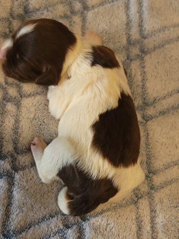 Penny's Male #3 Born 3/14/25 $2275 is on her way home with Katie in Washington DC! - Image 17