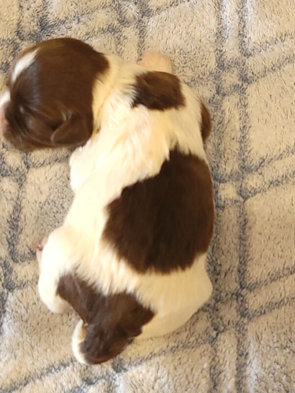 Penny's Male #3 Born 3/14/25 $2275 is on her way home with Katie in Washington DC! - Image 18