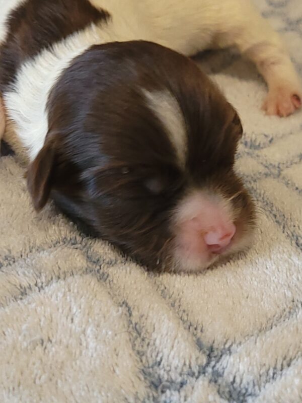 Penny's Male #3 Born 3/14/25 $2275 is on her way home with Katie in Washington DC! - Image 19