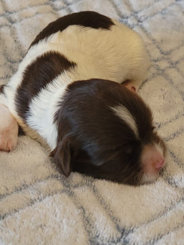 Penny's Male #3 Born 3/14/25 $2275 is on her way home with Katie in Washington DC! - Image 20