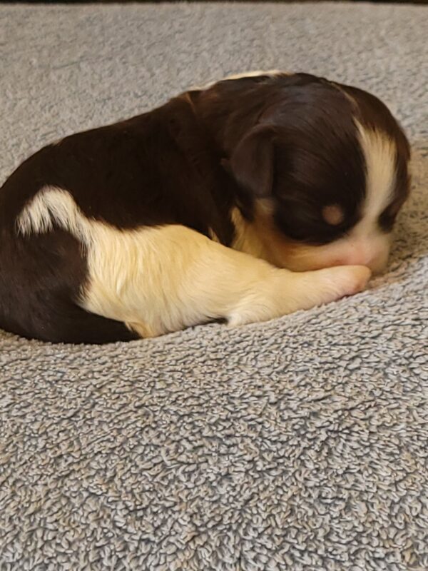 Choco's Female #1 Born 5/5/25 $2575 - Image 2