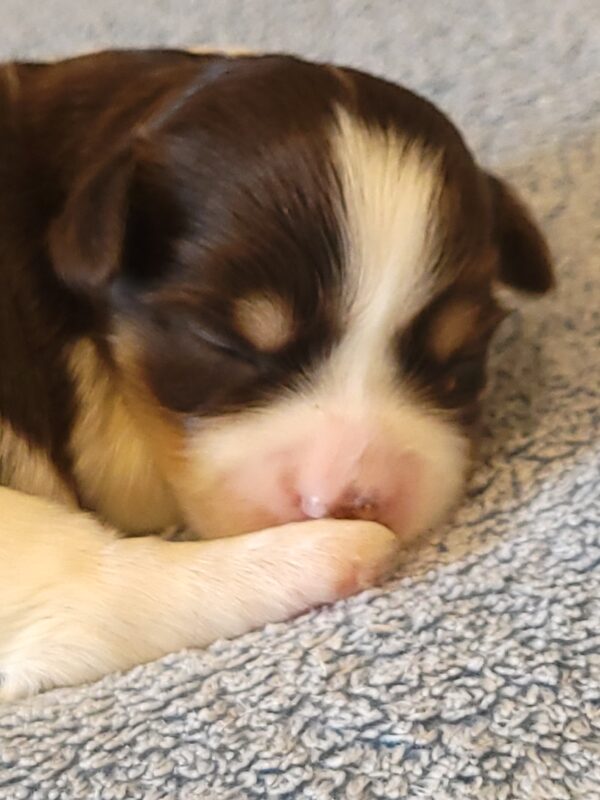 Choco's Female #1 Born 5/5/25 $2575 - Image 3