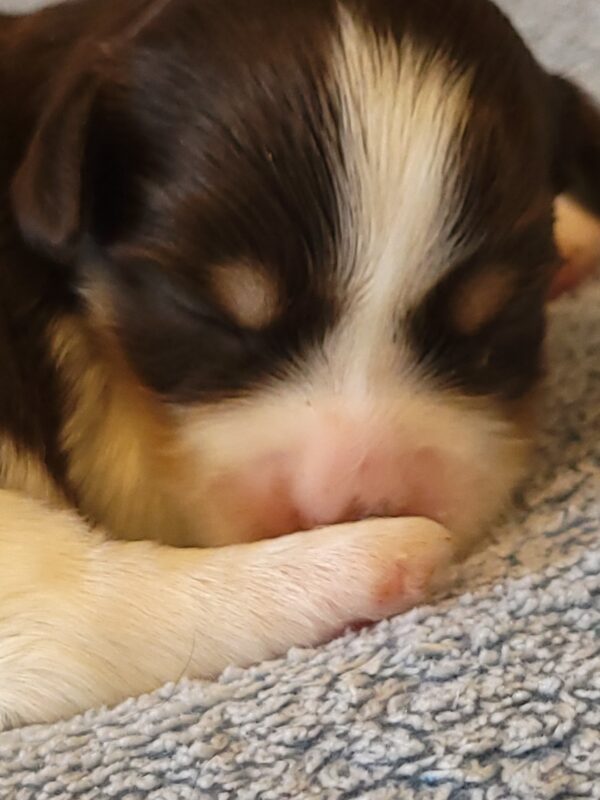 Choco's Female #1 Born 5/5/25 $2575 - Image 4