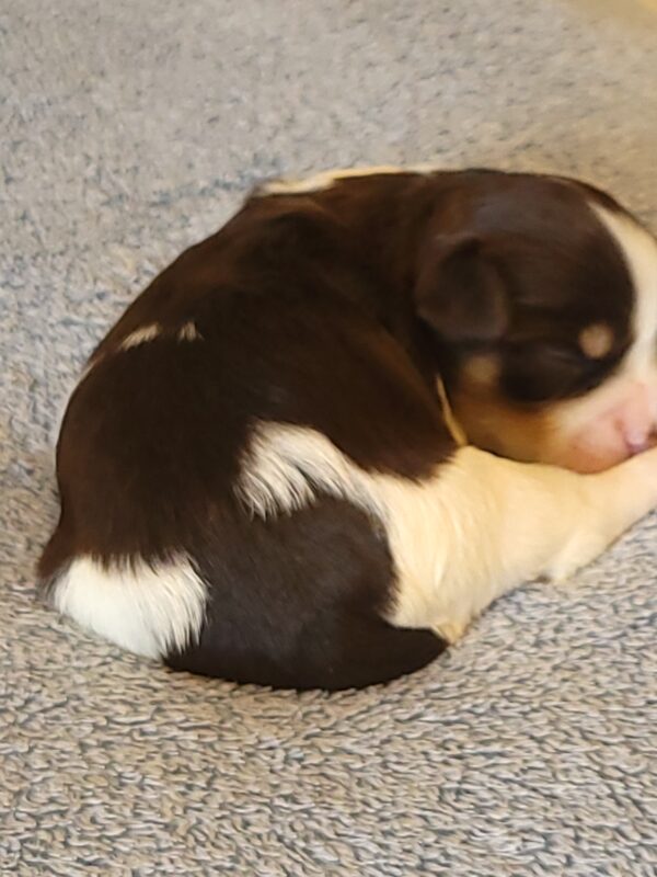 Choco's Female #1 Born 5/5/25 $2575 - Image 5