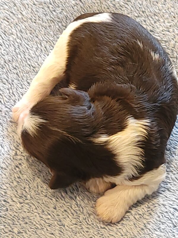 Choco's Female #1 Born 5/5/25 $2575 - Image 6