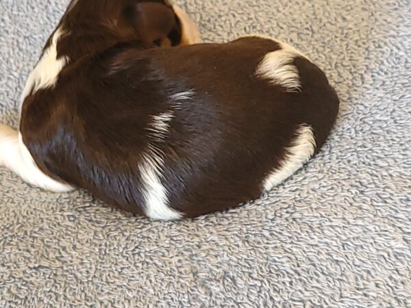Choco's Female #1 Born 5/5/25 $2575 - Image 7