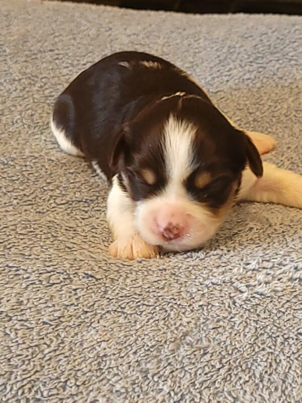 Choco's Female #1 Born 5/5/25 $2575 - Image 9