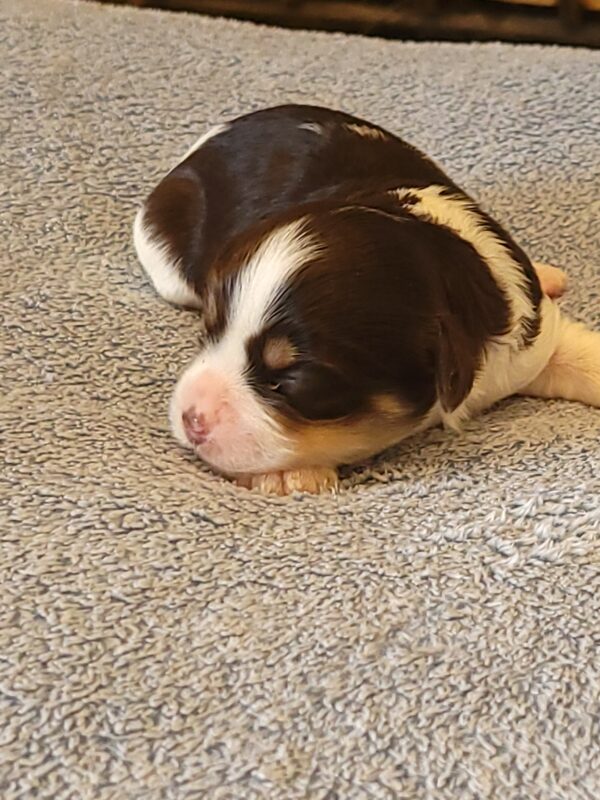 Choco's Female #1 Born 5/5/25 $2575 - Image 10
