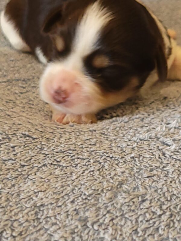 Choco's Female #1 Born 5/5/25 $2575 - Image 11