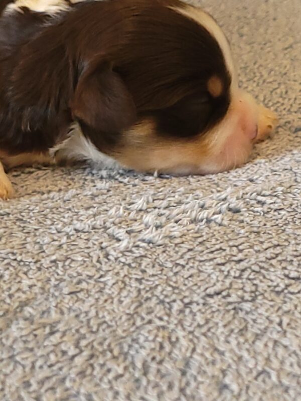 Choco's Female #1 Born 5/5/25 $2575 - Image 12