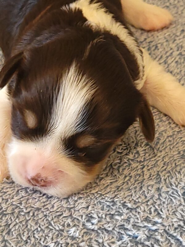 Choco's Female #1 Born 5/5/25 $2575 - Image 13