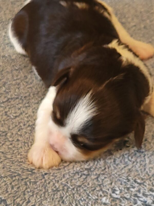 Choco's Female #1 Born 5/5/25 $2575 - Image 14