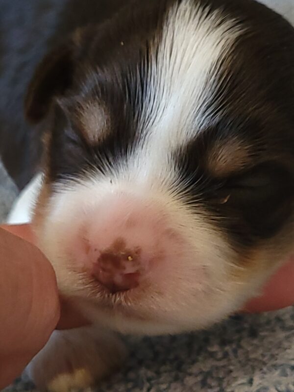Choco's Female #1 Born 5/5/25 $2575 - Image 15