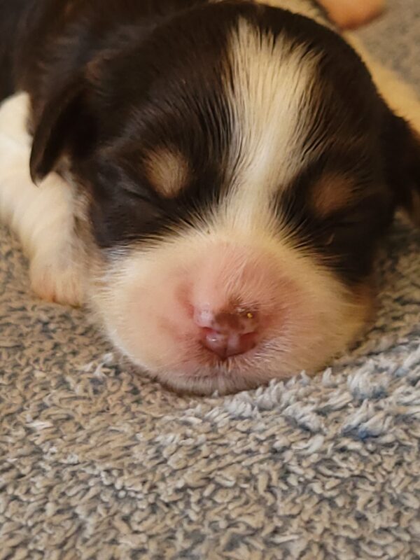Choco's Female #1 Born 5/5/25 $2575 - Image 16