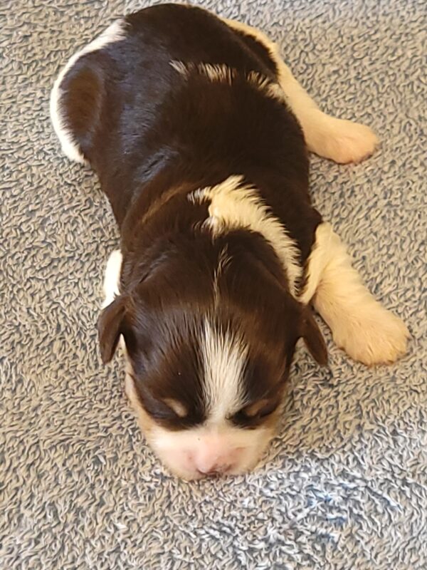 Choco's Female #1 Born 5/5/25 $2575 - Image 17
