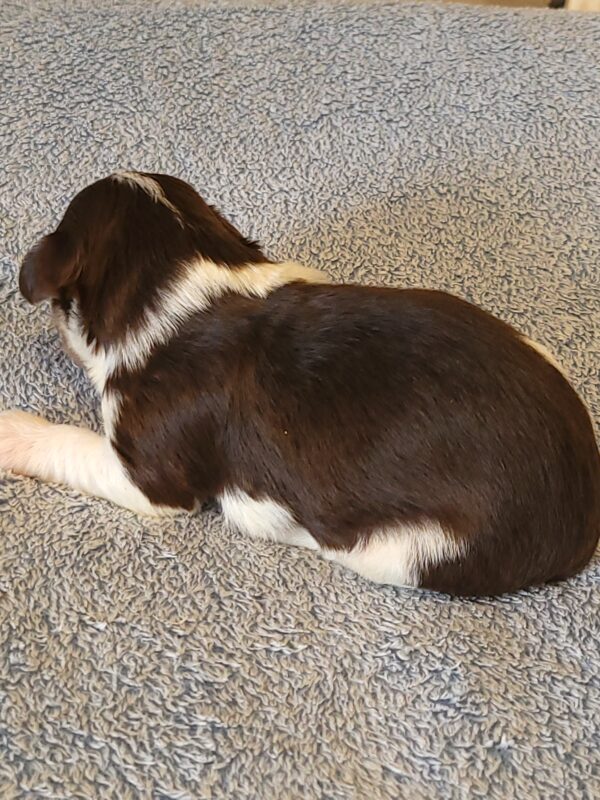 Choco's Male #2 Born 5/5/25 $2275 - Image 2