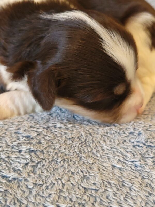 Choco's Male #2 Born 5/5/25 $2275 - Image 3