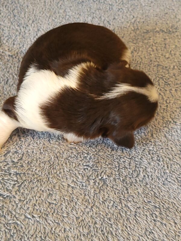 Choco's Male #2 Born 5/5/25 $2275 - Image 4