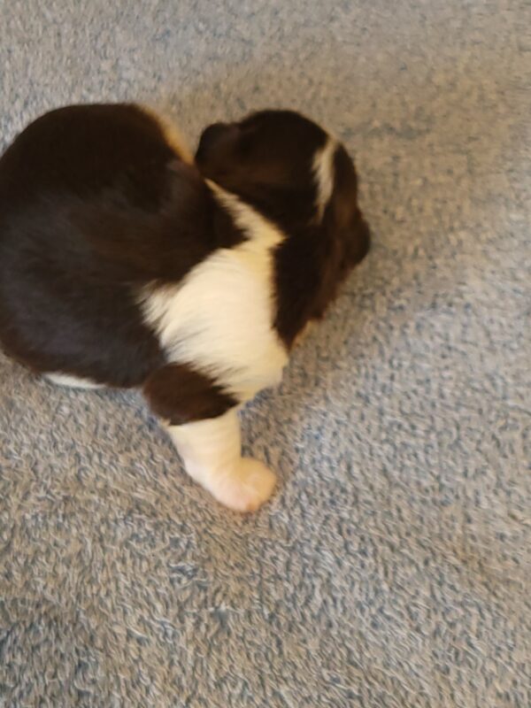 Choco's Male #2 Born 5/5/25 $2275 - Image 5