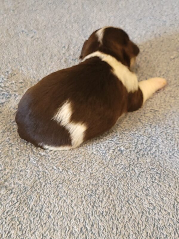 Choco's Male #2 Born 5/5/25 $2275 - Image 6