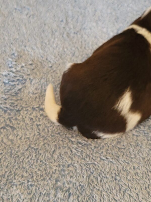 Choco's Male #2 Born 5/5/25 $2275 - Image 7