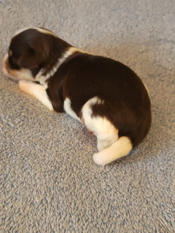 Choco's Male #2 Born 5/5/25 $2275 - Image 8