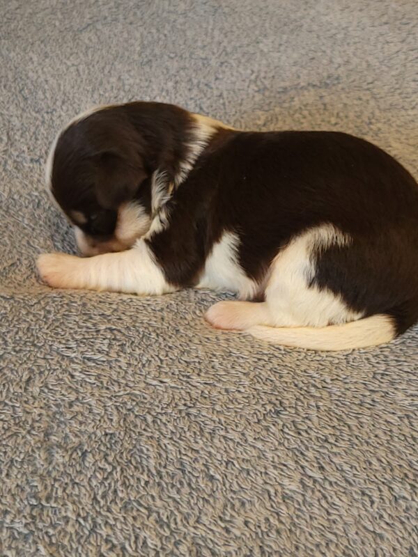 Choco's Male #2 Born 5/5/25 $2275 - Image 9