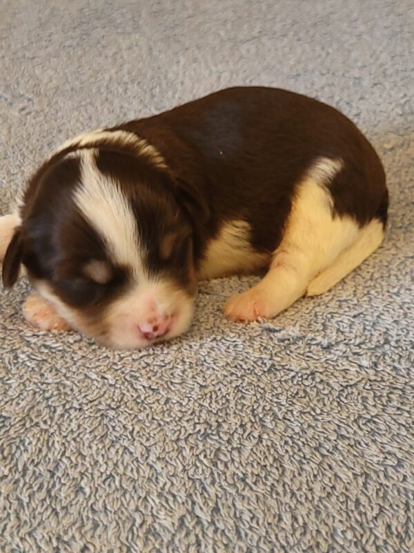 Choco's Male #2 Born 5/5/25 $2275 - Image 10